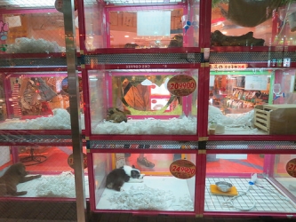 pet store